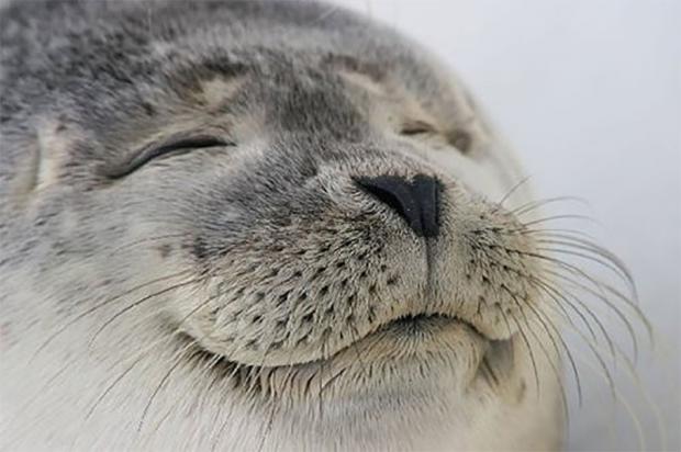 satisfied-seal